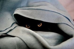 cat-kitty-katze-black-hiding-blanket-eyes-staring-hunter-lurk-watch-ambush-waiting
