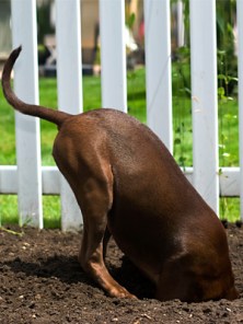 pg-pet-health-bad-dog-06-full